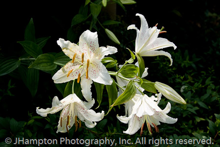 Cindy's Lilies