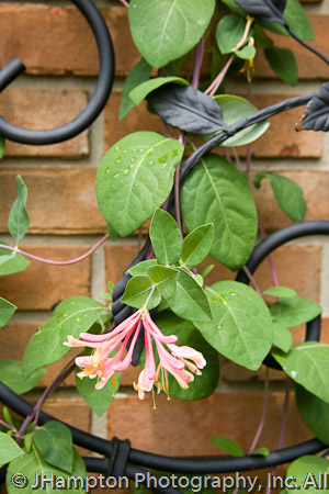 Cindy’s Garden Wall