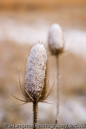 Teasels in snow