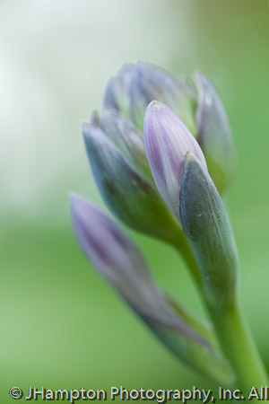 Hosta Abstract