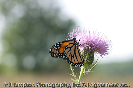 Monarch on Thistle