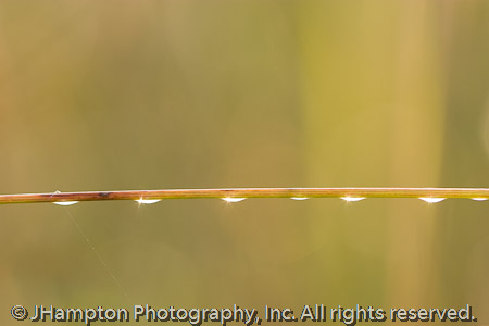 Grass Stem, Dewdrops