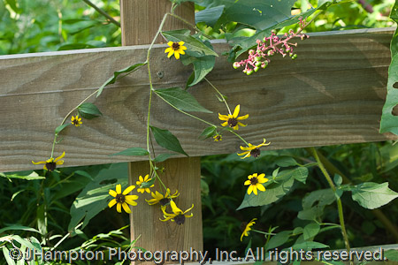 Black-eyed Susans on Fence