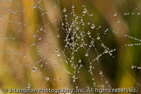 Dew on Spider Web