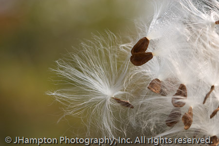 Milkweed Abstract