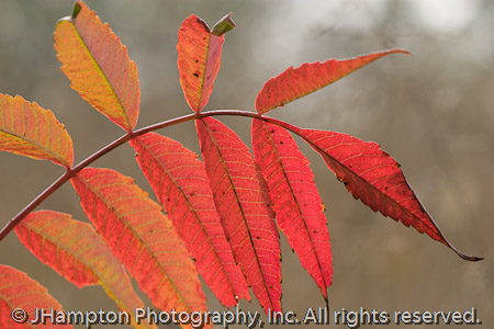 Staghorn Sumac Arch