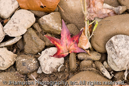 Beached Sweetgum