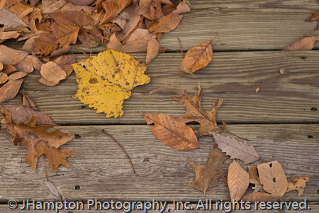 Porch Leaves