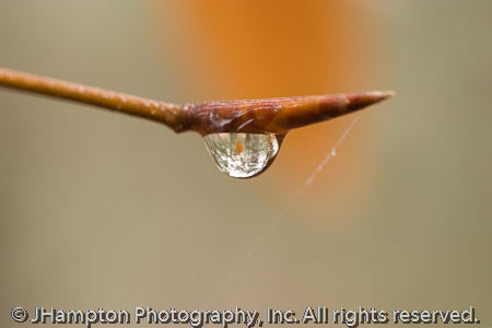 Nature’s Lens