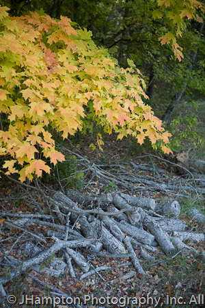 Fall nature images