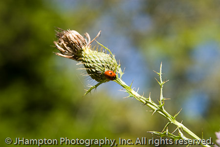 Thistle and Friend