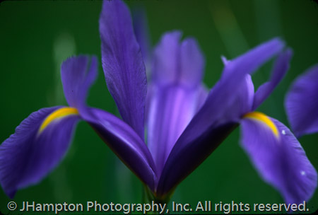 Iris Abstract